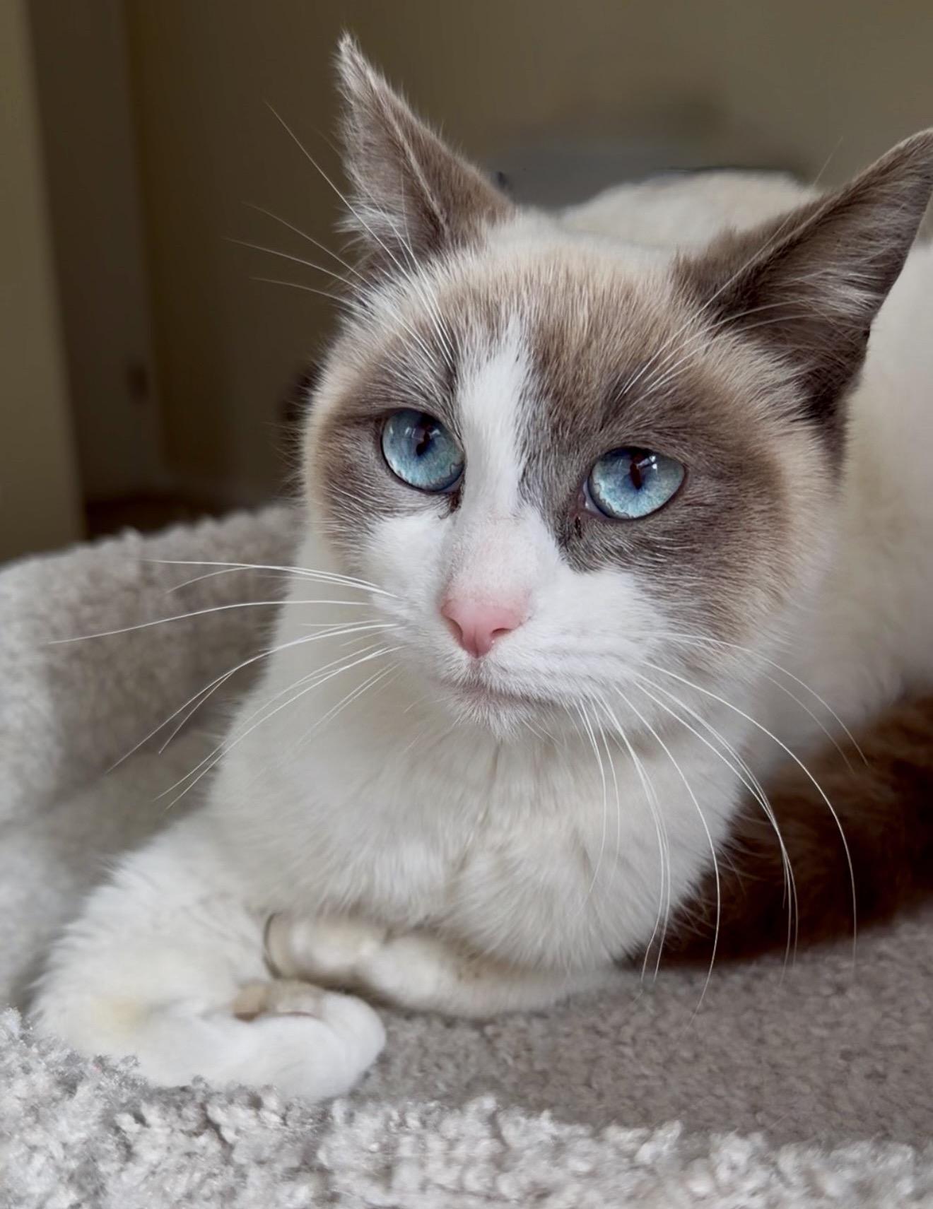 Enlarge Opal, a ADOPTABLE mixed breed in San Rafael, CA image 1/6