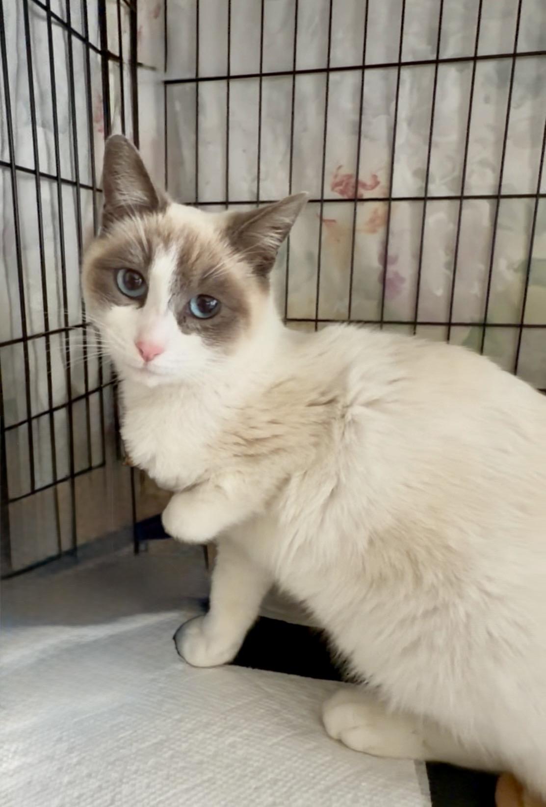 Enlarge Opal, a ADOPTABLE mixed breed in San Rafael, CA image 4/6