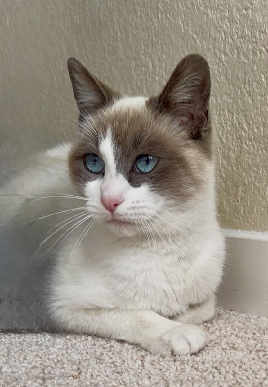 Enlarge Opal, a ADOPTABLE mixed breed in San Rafael, CA image 2/6