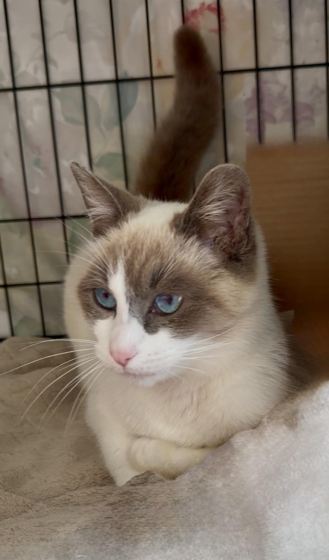 Enlarge Opal, a ADOPTABLE mixed breed in San Rafael, CA image 5/6