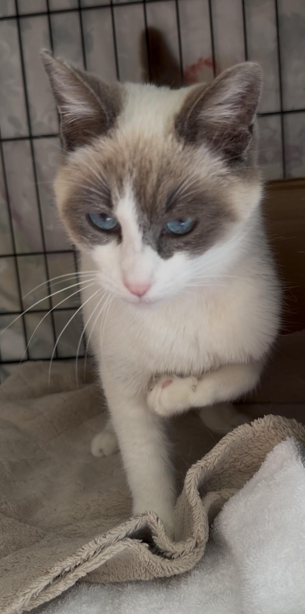 Enlarge Opal, a ADOPTABLE mixed breed in San Rafael, CA image 3/6