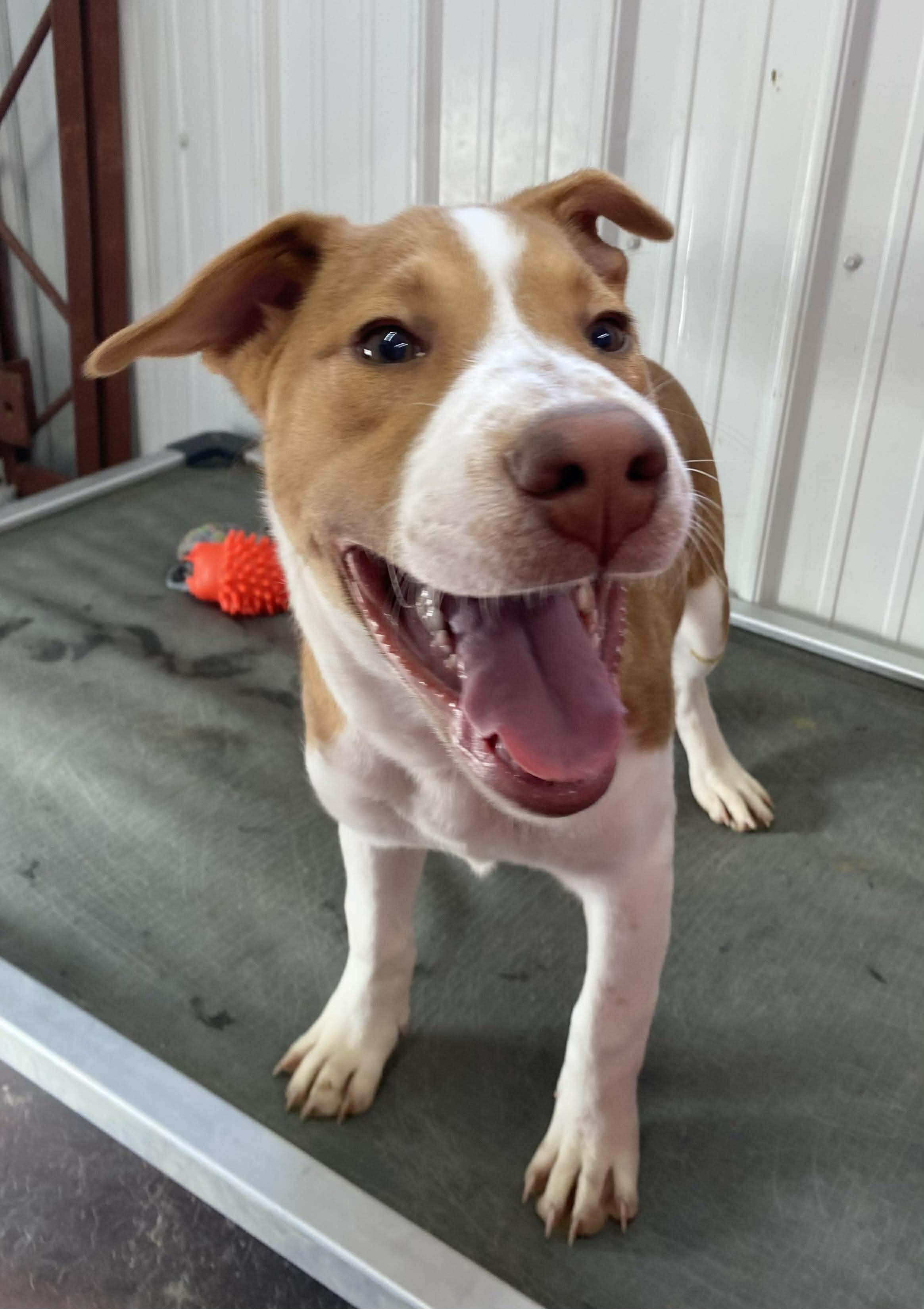 Zayde *HERE IN NH*, an adopted Mixed Breed in Northwood, NH image 2/4