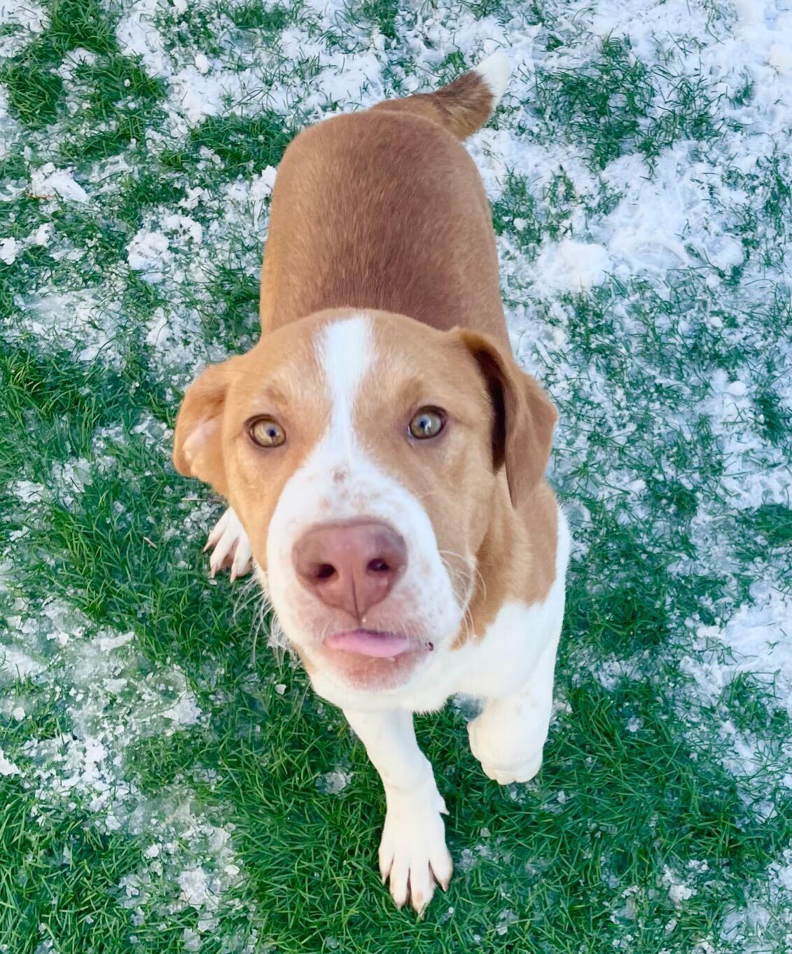 Zayde *HERE IN NH*, an adopted Mixed Breed in Northwood, NH image 3/4