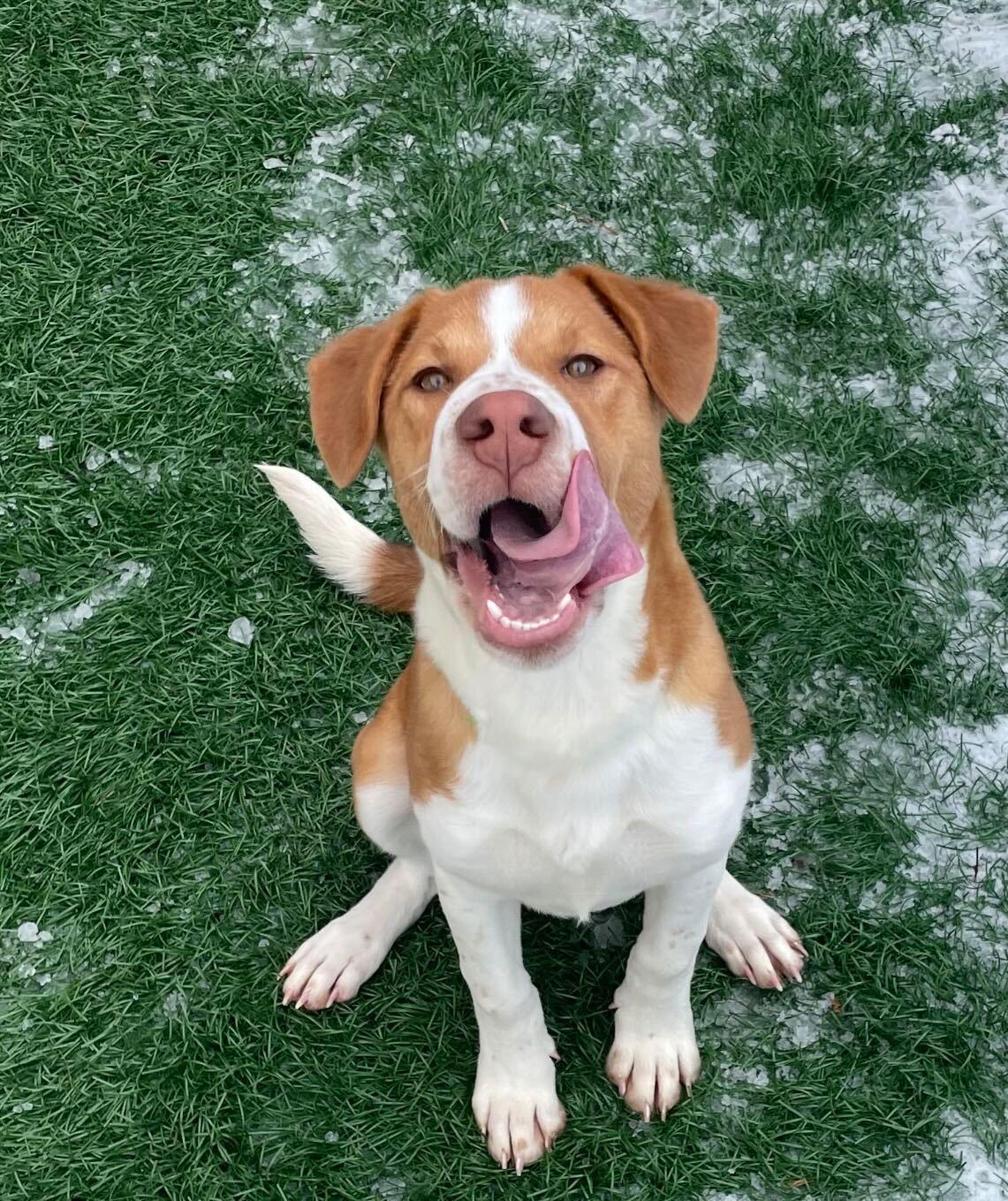 Zayde *HERE IN NH*, an adopted Mixed Breed in Northwood, NH image 4/4