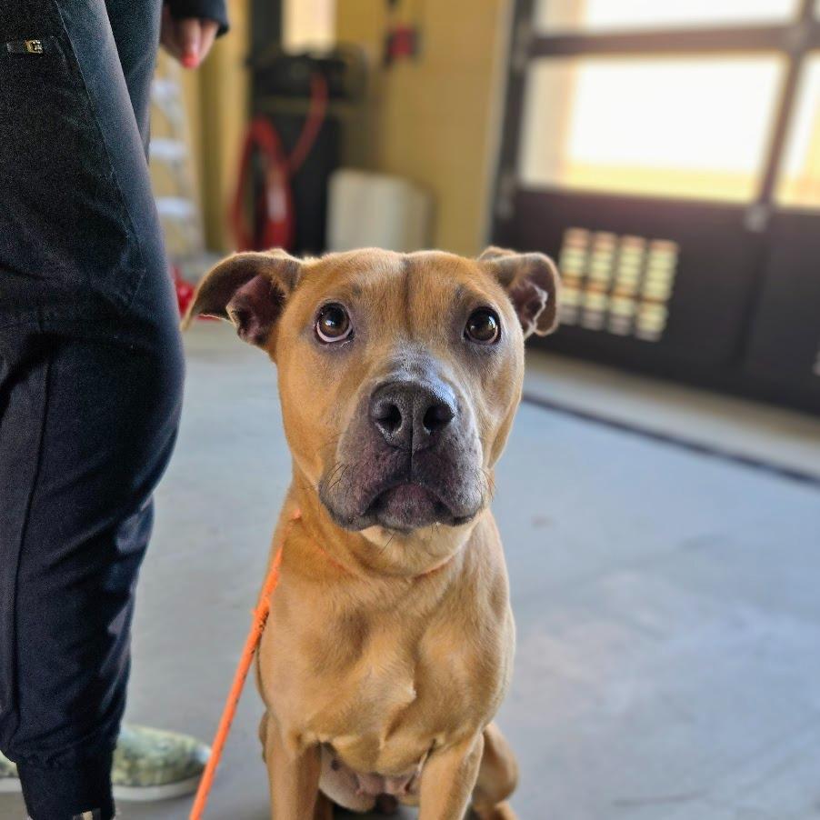 Enlarge Ginger, a Adoptable Pit Bull Terrier in Douglasville, GA image 1/1