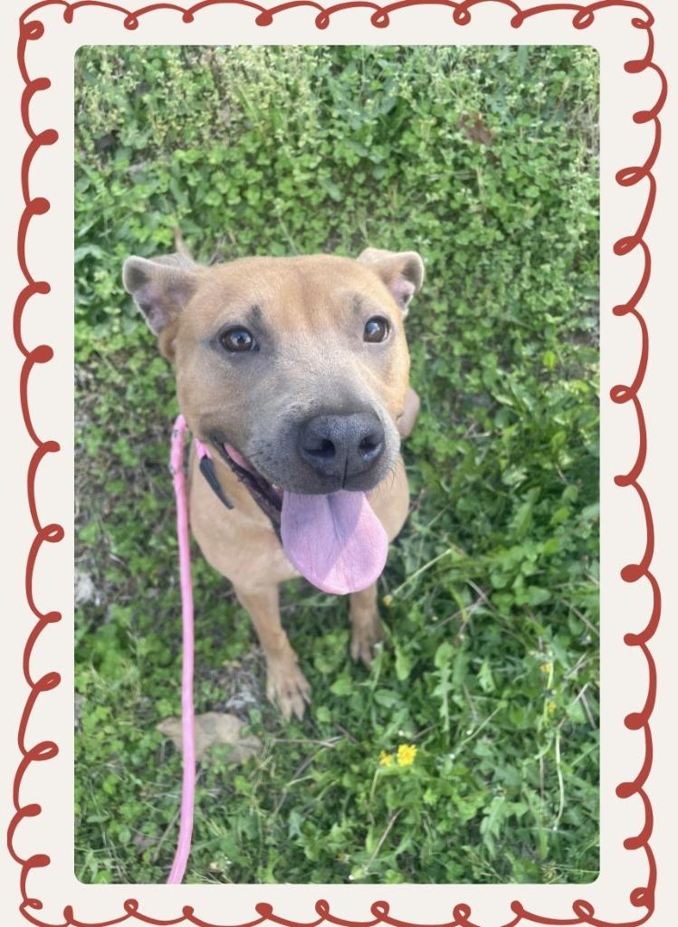 Enlarge Ginger, a Adoptable Pit Bull Terrier in Douglasville, GA image 2/2