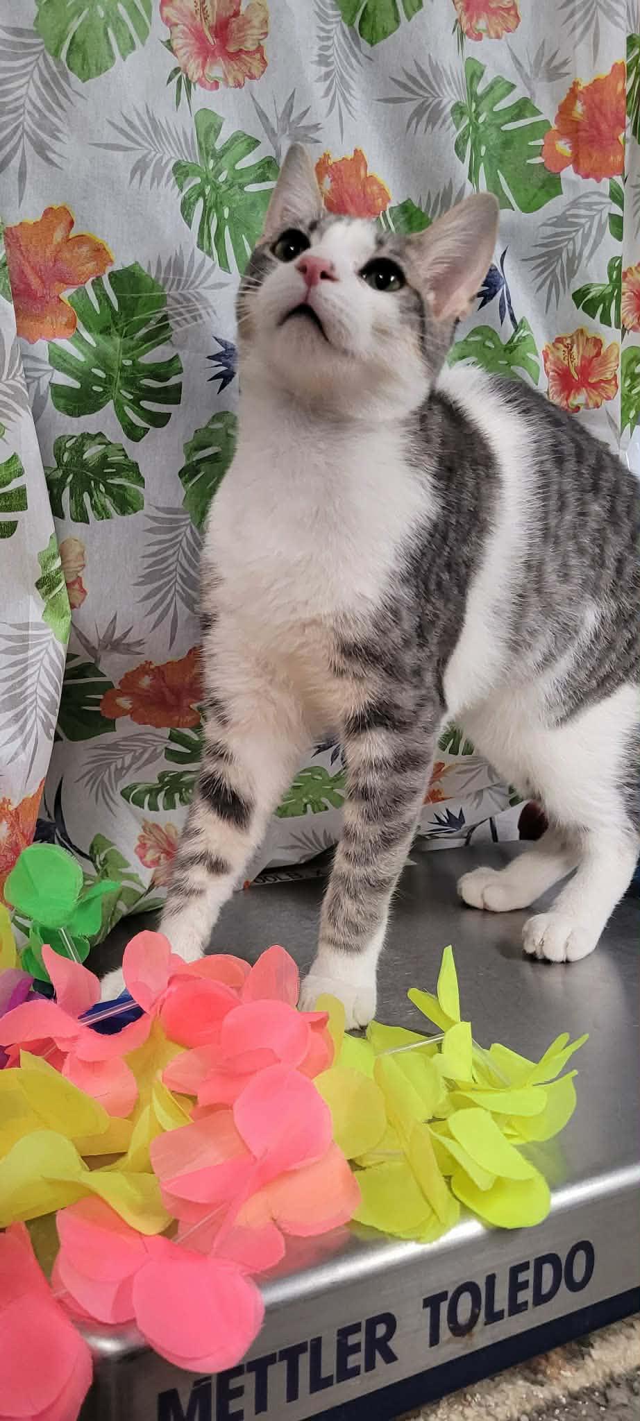 Sage, ADOPTABLE, Young Male Domestic Short Hair.