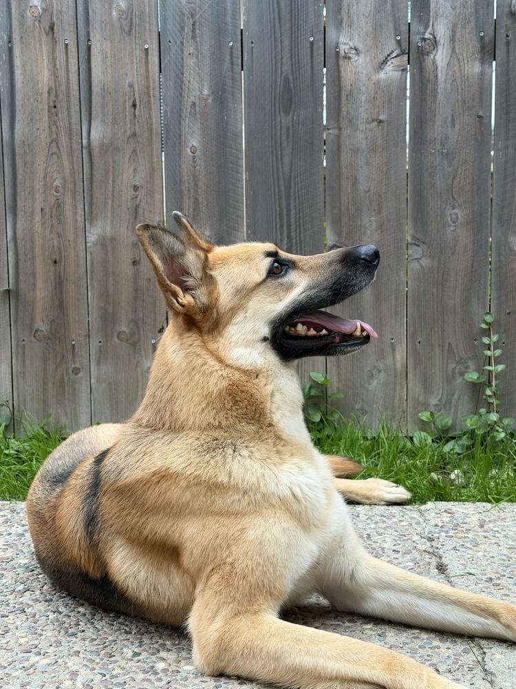 Jesse, a Adoptable mixed breed in Pleasant Hill, CA image 1/6