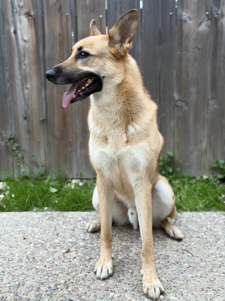 Jesse, a Adoptable mixed breed in Pleasant Hill, CA image 2/6