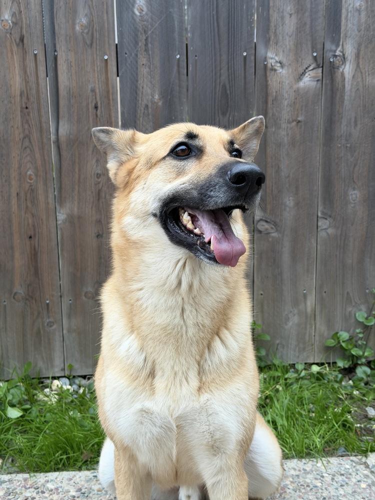 Jesse, a Adoptable mixed breed in Pleasant Hill, CA image 3/6