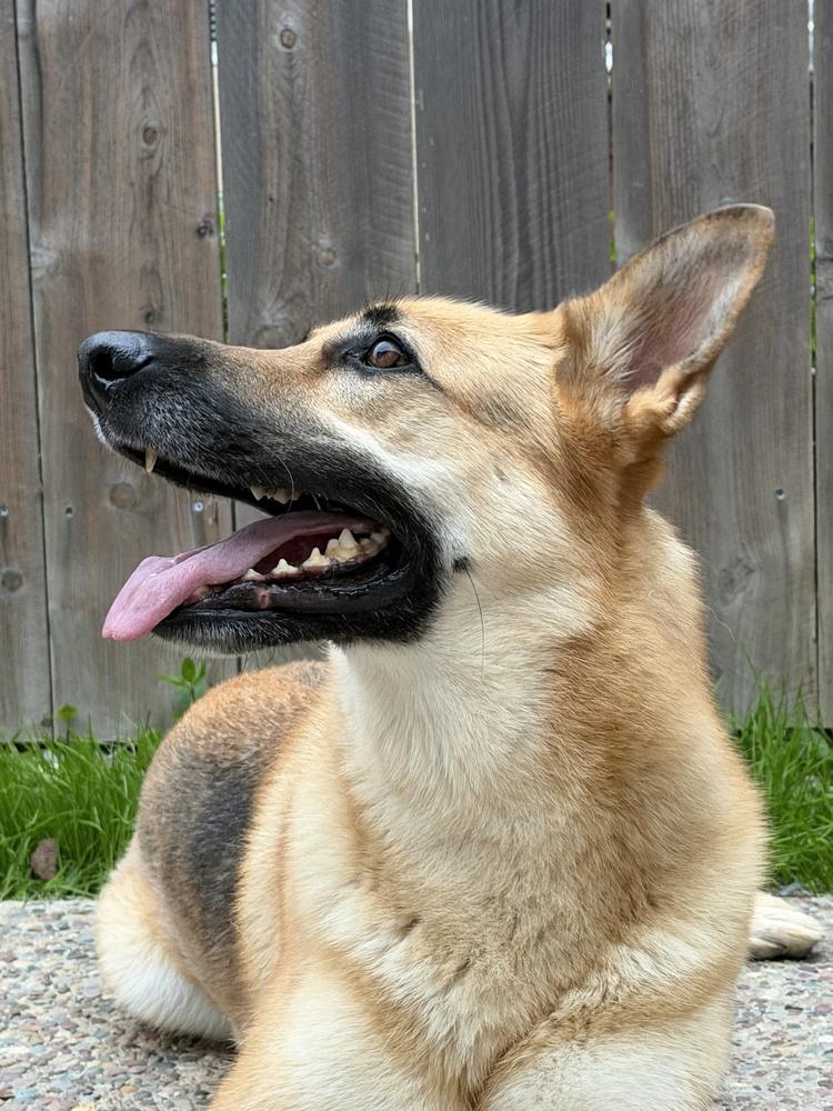 Jesse, a Adoptable mixed breed in Pleasant Hill, CA image 4/6