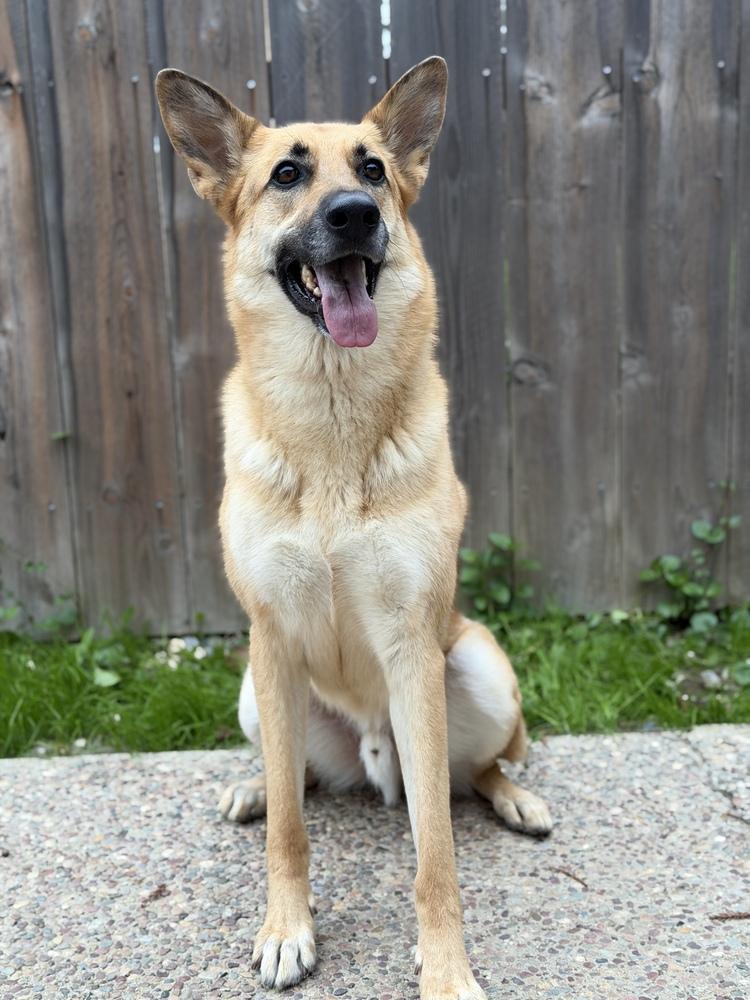 Jesse, a Adoptable mixed breed in Pleasant Hill, CA image 5/6