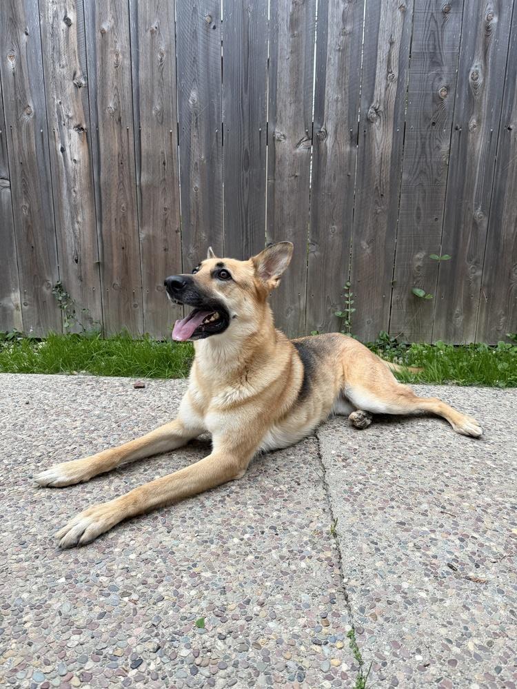 Jesse, a Adoptable mixed breed in Pleasant Hill, CA image 6/6