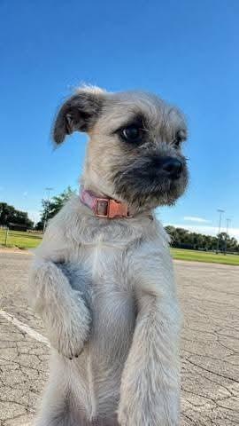 Enlarge Nichole, a Adoptable mixed breed in Santa Rosa, CA image 1/1