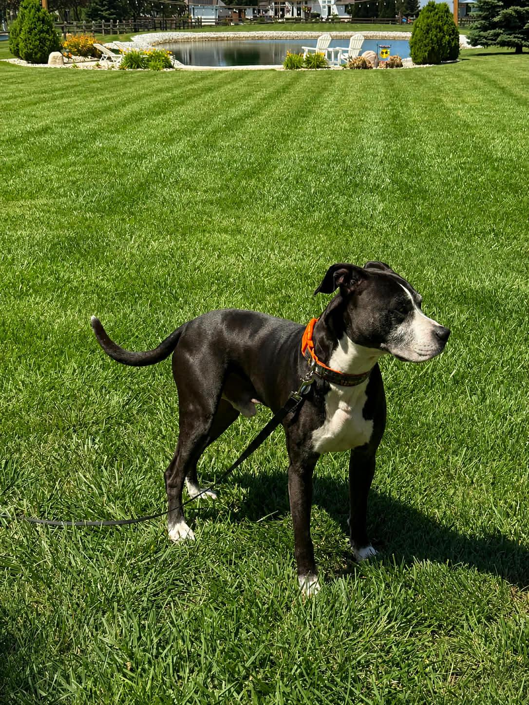 Enlarge Langley, a ADOPTABLE mixed breed in Oregon, OH image 2/3