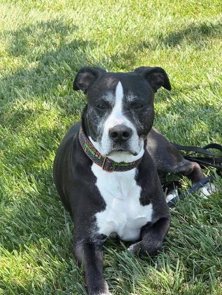 Langley, ADOPTABLE, Adult Male Pit Bull Terrier.