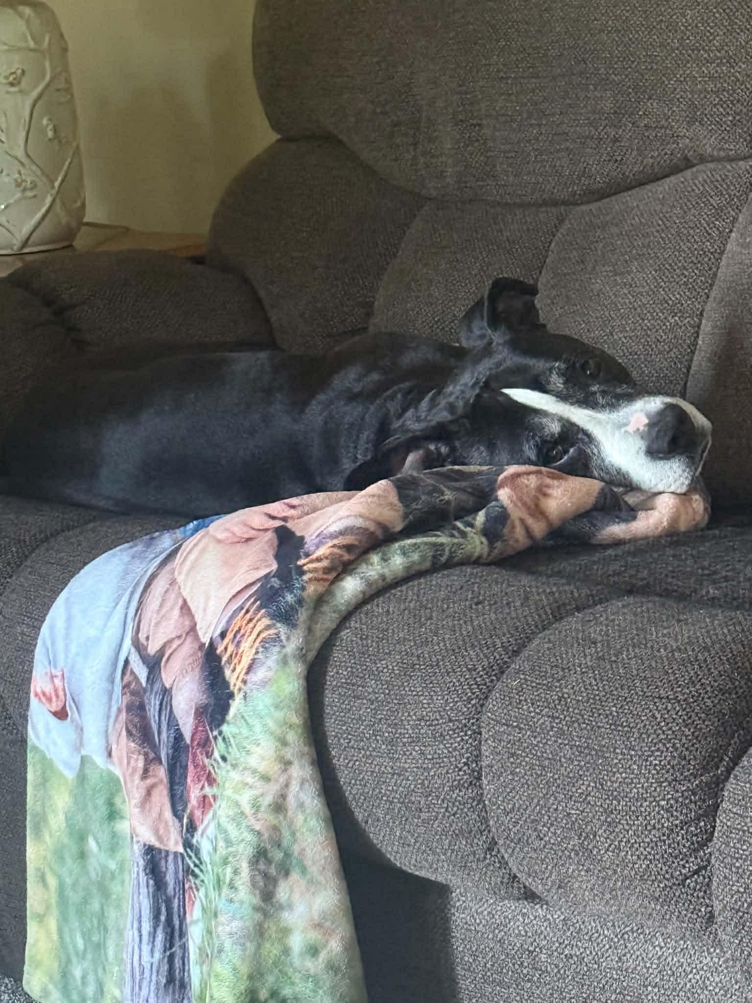 Enlarge Langley, a ADOPTABLE mixed breed in Oregon, OH image 3/3