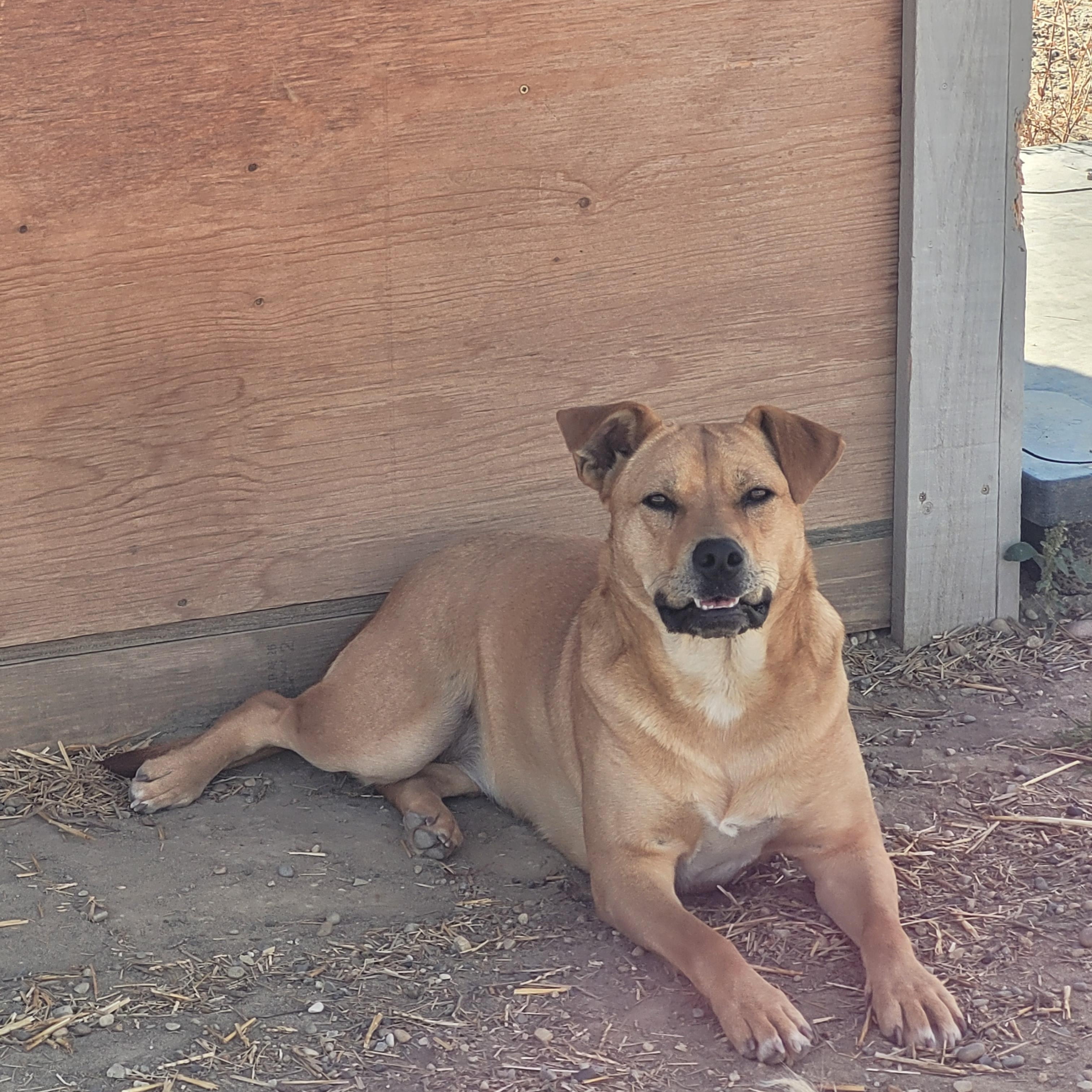 Cadee, a Adoptable Yellow Labrador Retriever in Lacombe, AB image 1/6