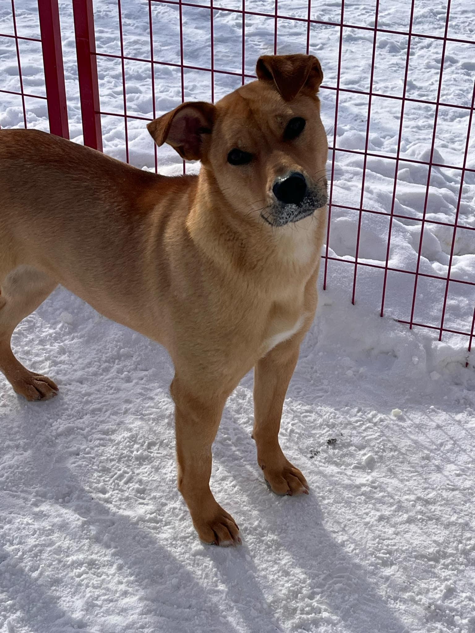 Cadee, an adoptable Yellow Labrador Retriever in Lacombe, AB, T4L 1X3 | Photo Image 4