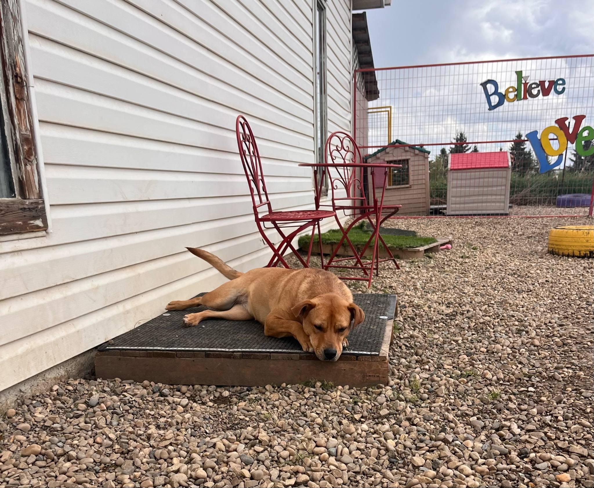 Cadee, an adoptable Yellow Labrador Retriever in Lacombe, AB, T4L 1X3 | Photo Image 3