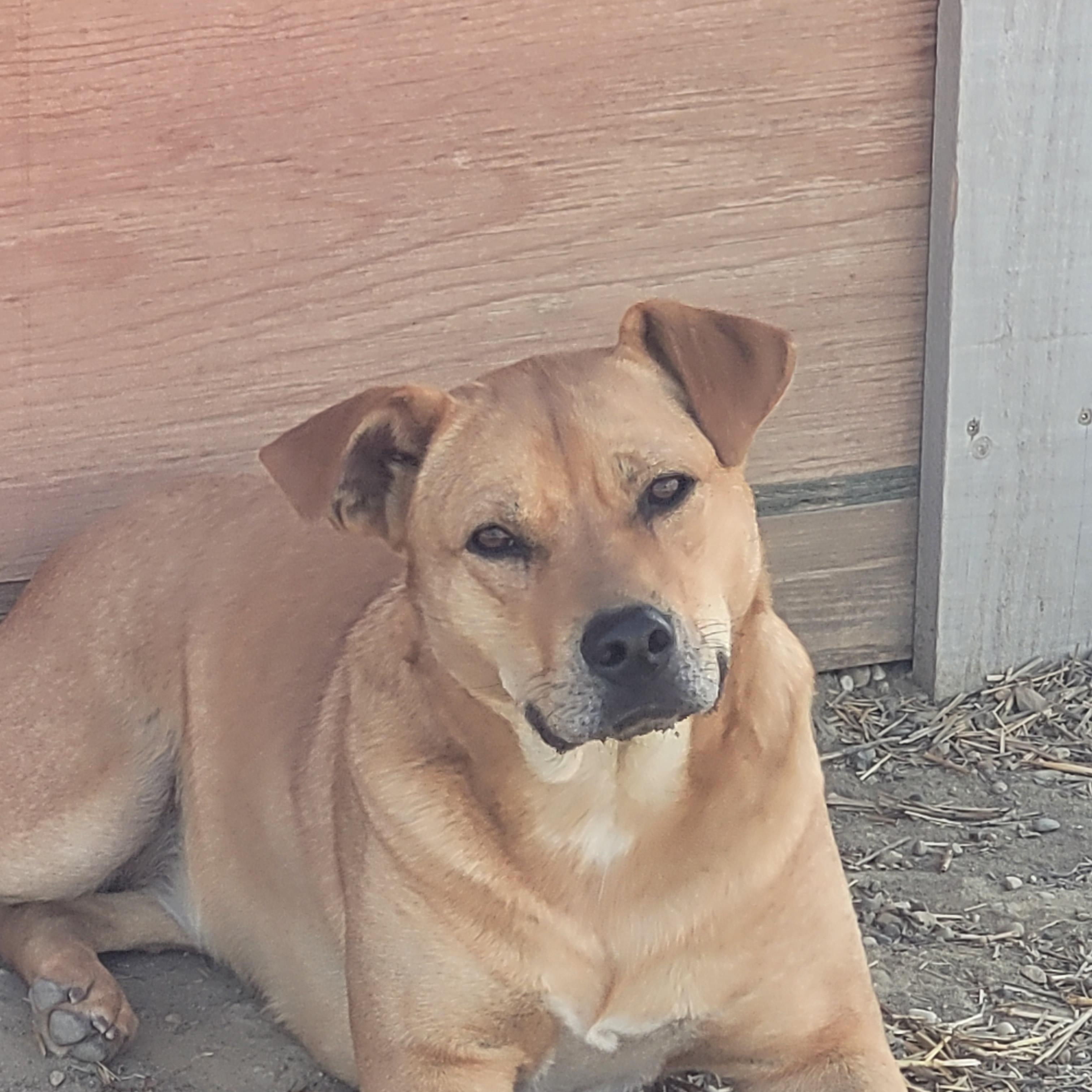 Cadee, a Adoptable Yellow Labrador Retriever in Lacombe, AB image 2/6