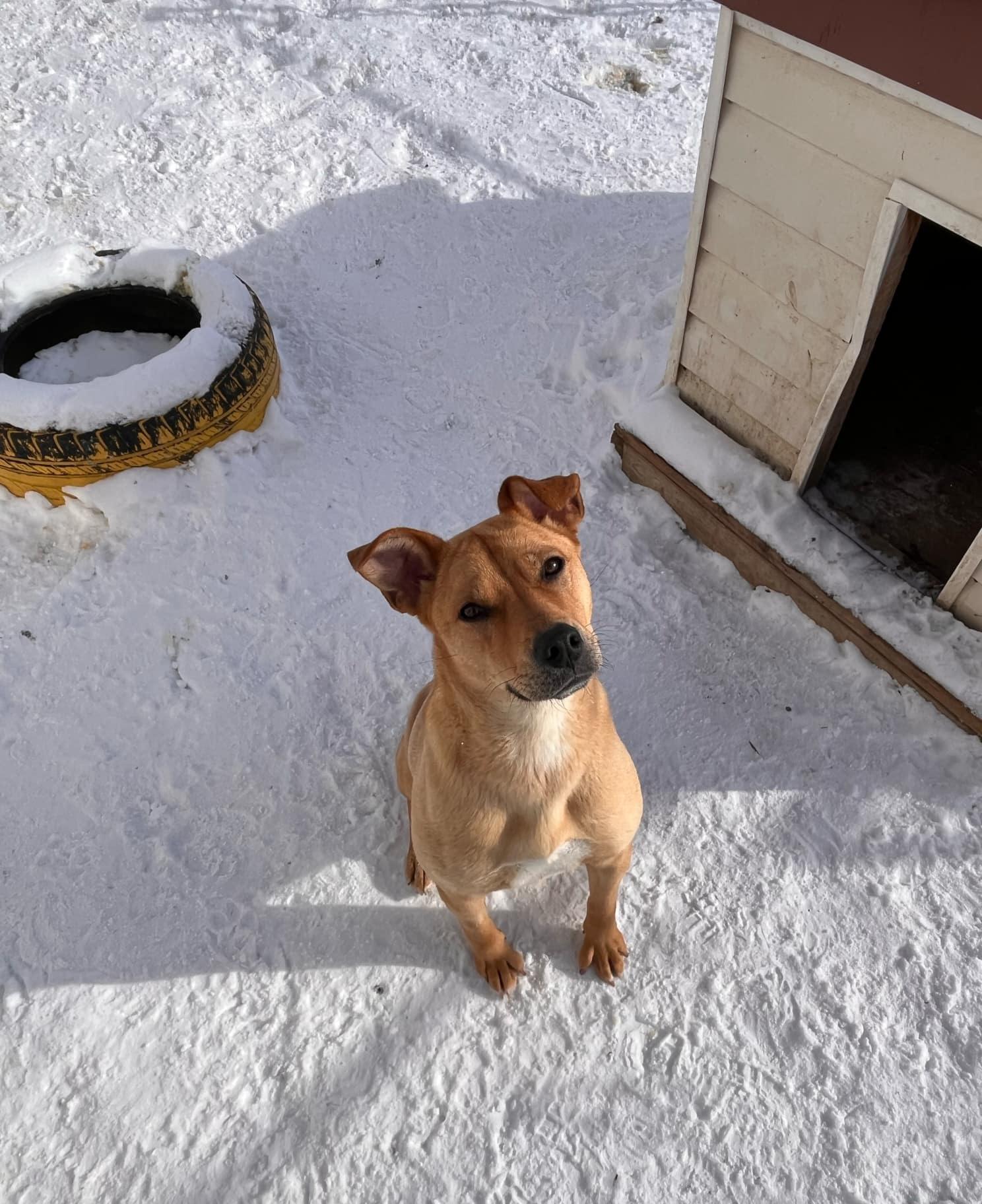 Cadee, an adoptable Yellow Labrador Retriever in Lacombe, AB, T4L 1X3 | Photo Image 1