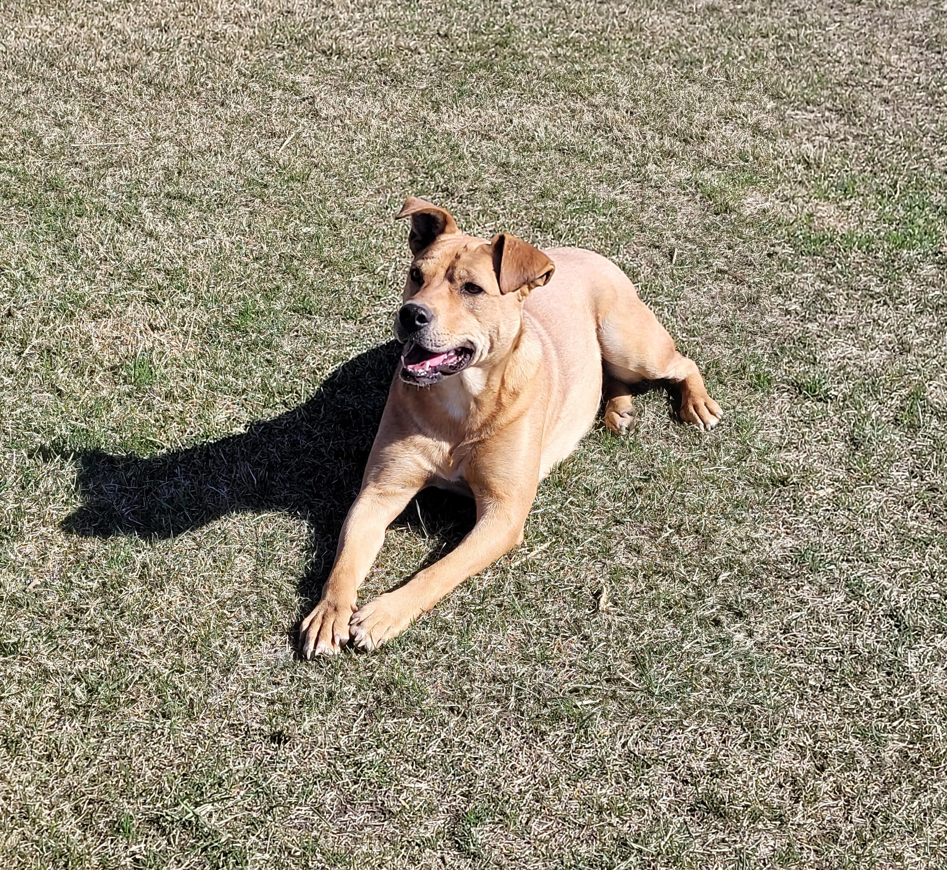 Cadee, an adoptable Yellow Labrador Retriever in Lacombe, AB, T4L 1X3 | Photo Image 2