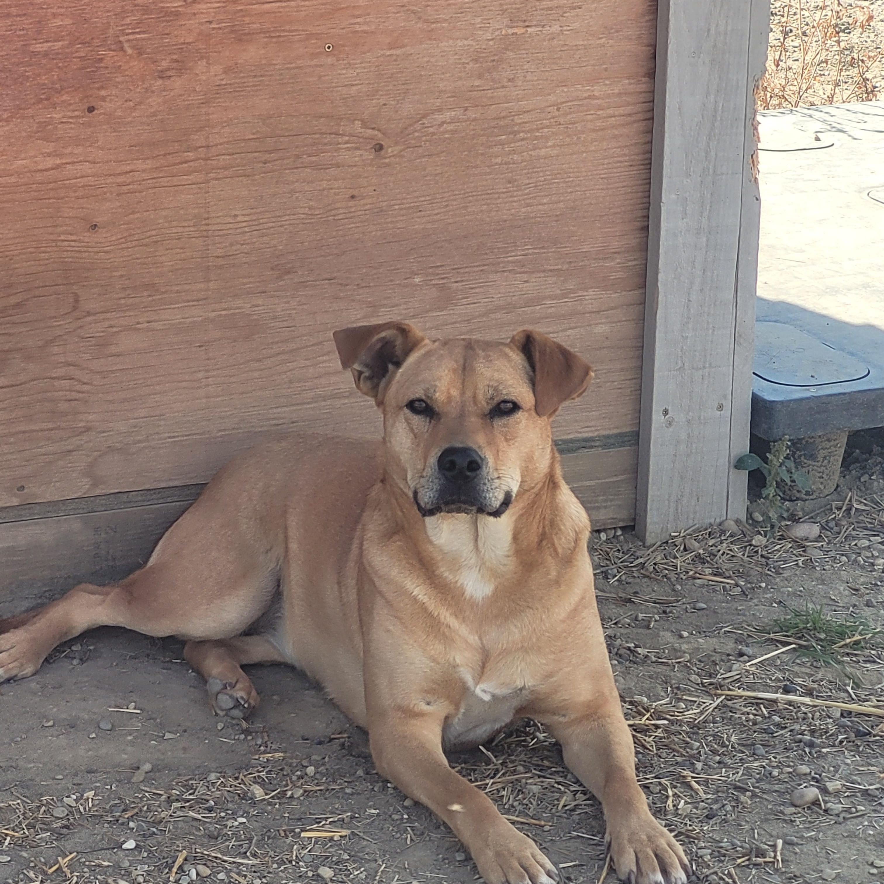 Cadee, a Adoptable Yellow Labrador Retriever in Lacombe, AB image 3/6