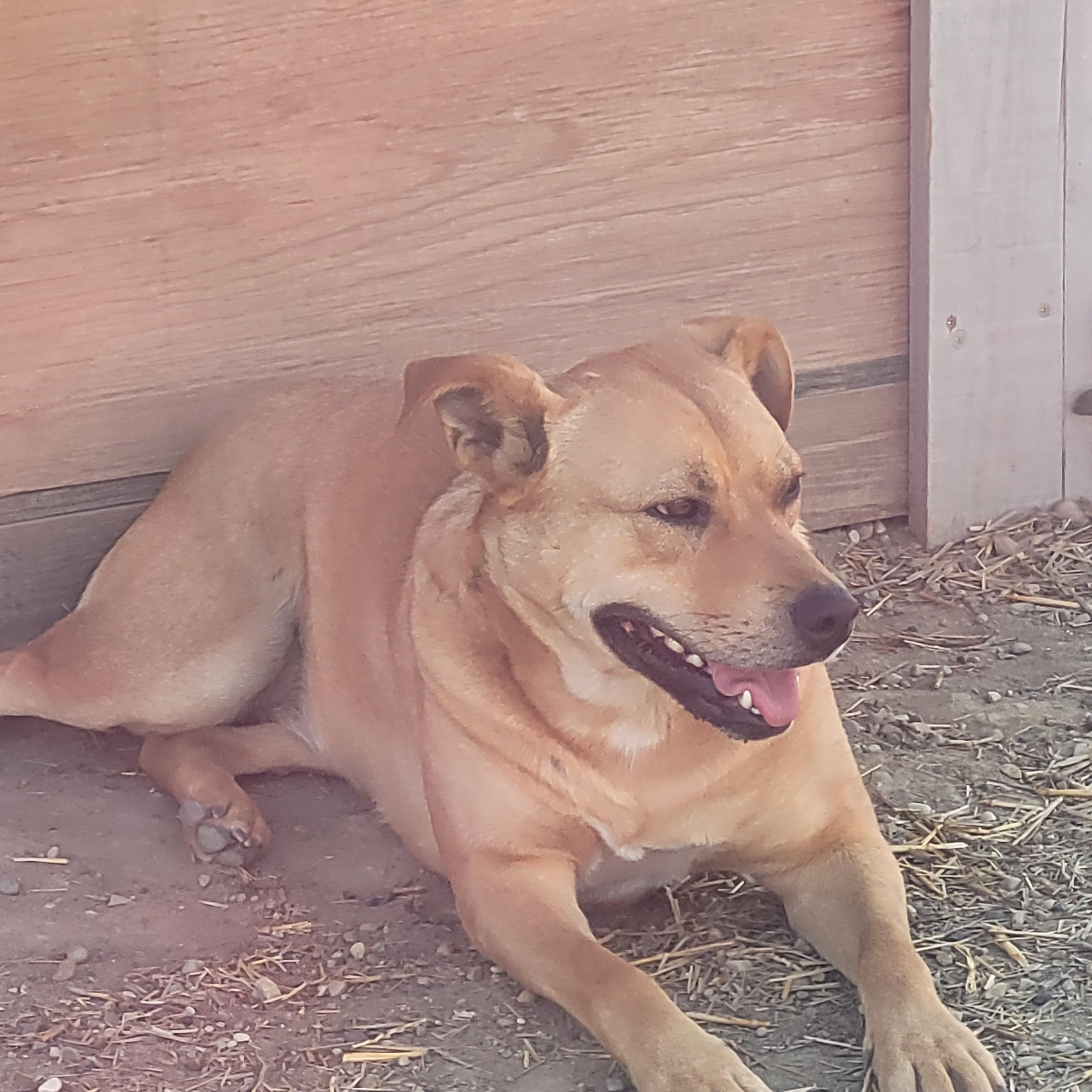 Cadee, a Adoptable Yellow Labrador Retriever in Lacombe, AB image 4/6