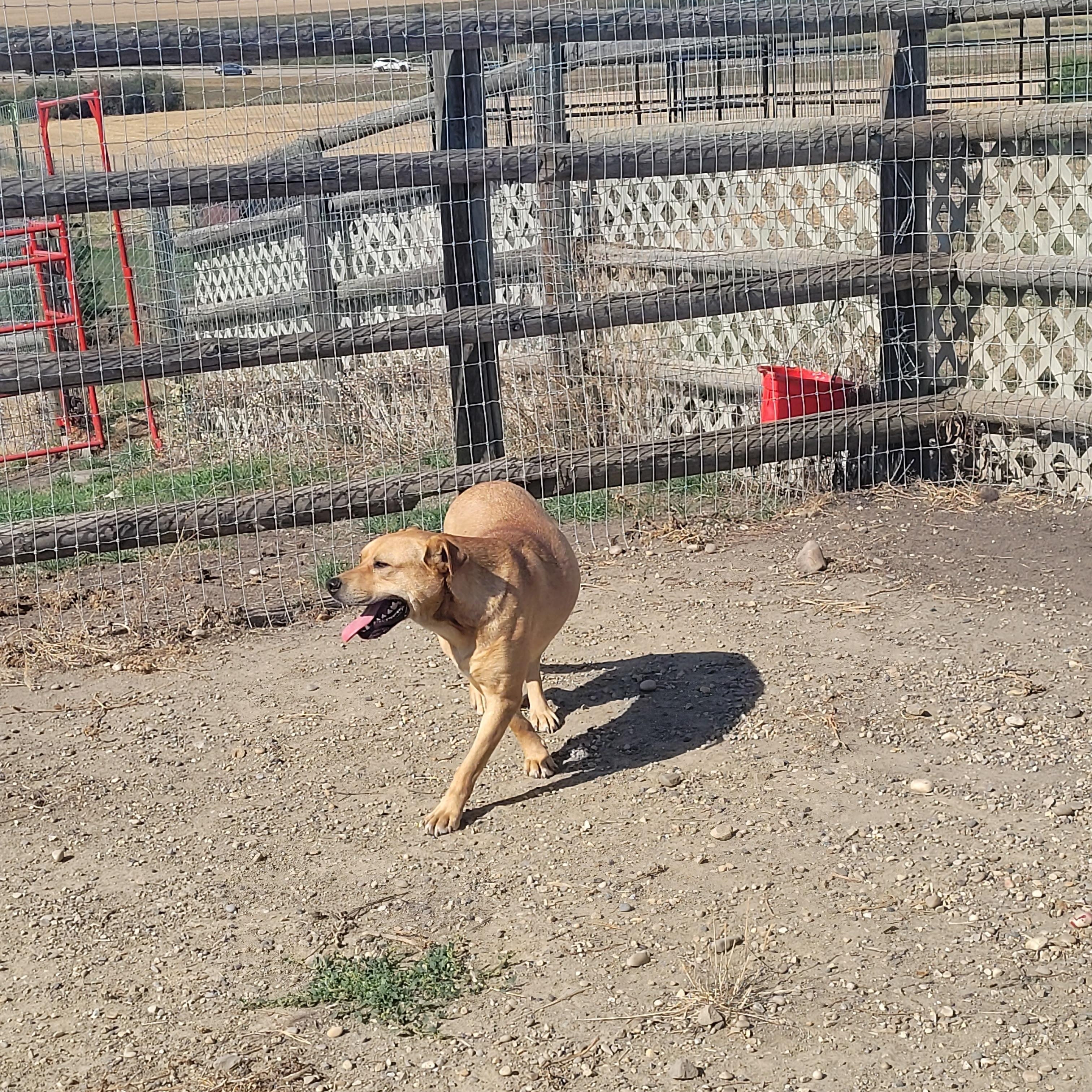 Cadee, an adoptable Yellow Labrador Retriever in Lacombe, AB, T4L 1X3 | Photo Image 5