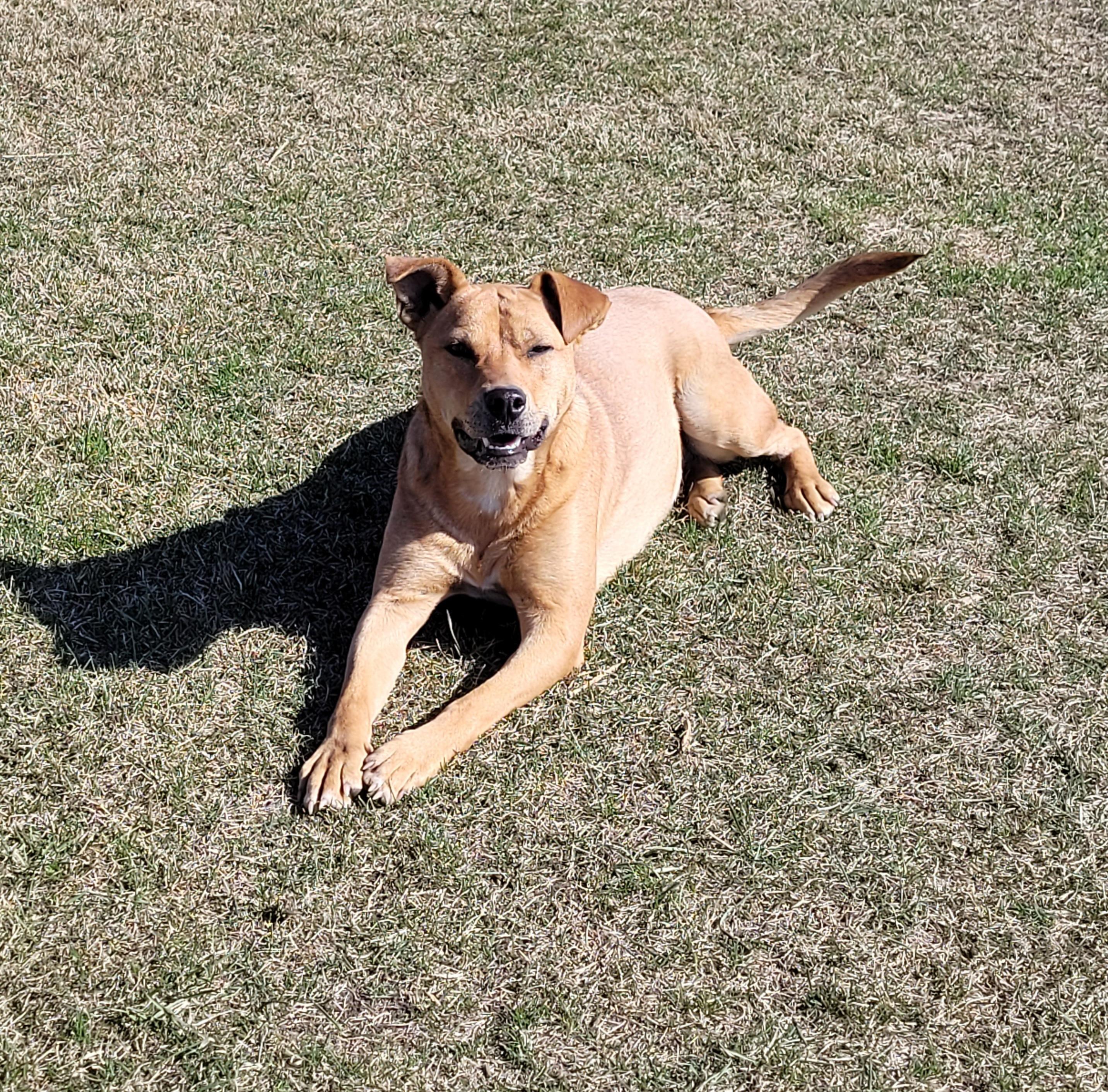 Cadee, an adoptable Yellow Labrador Retriever in Lacombe, AB, T4L 1X3 | Photo Image 5
