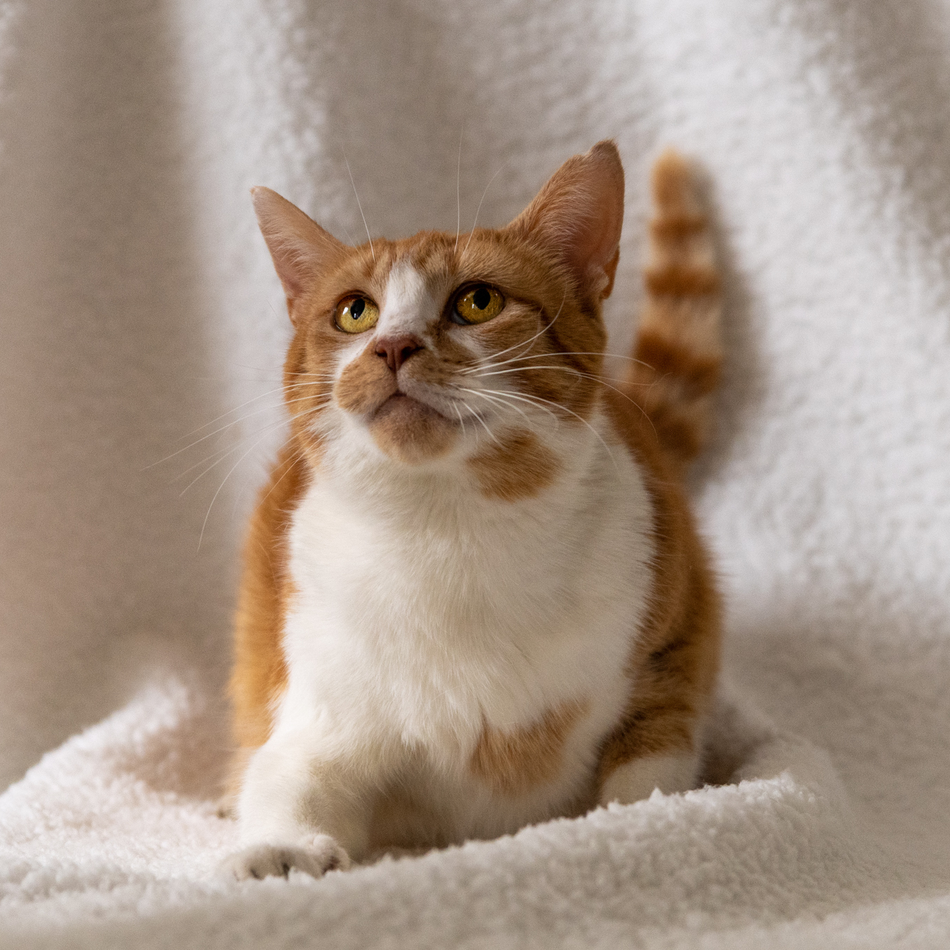 Keely, Adoptable, Adult Female Domestic Short Hair.