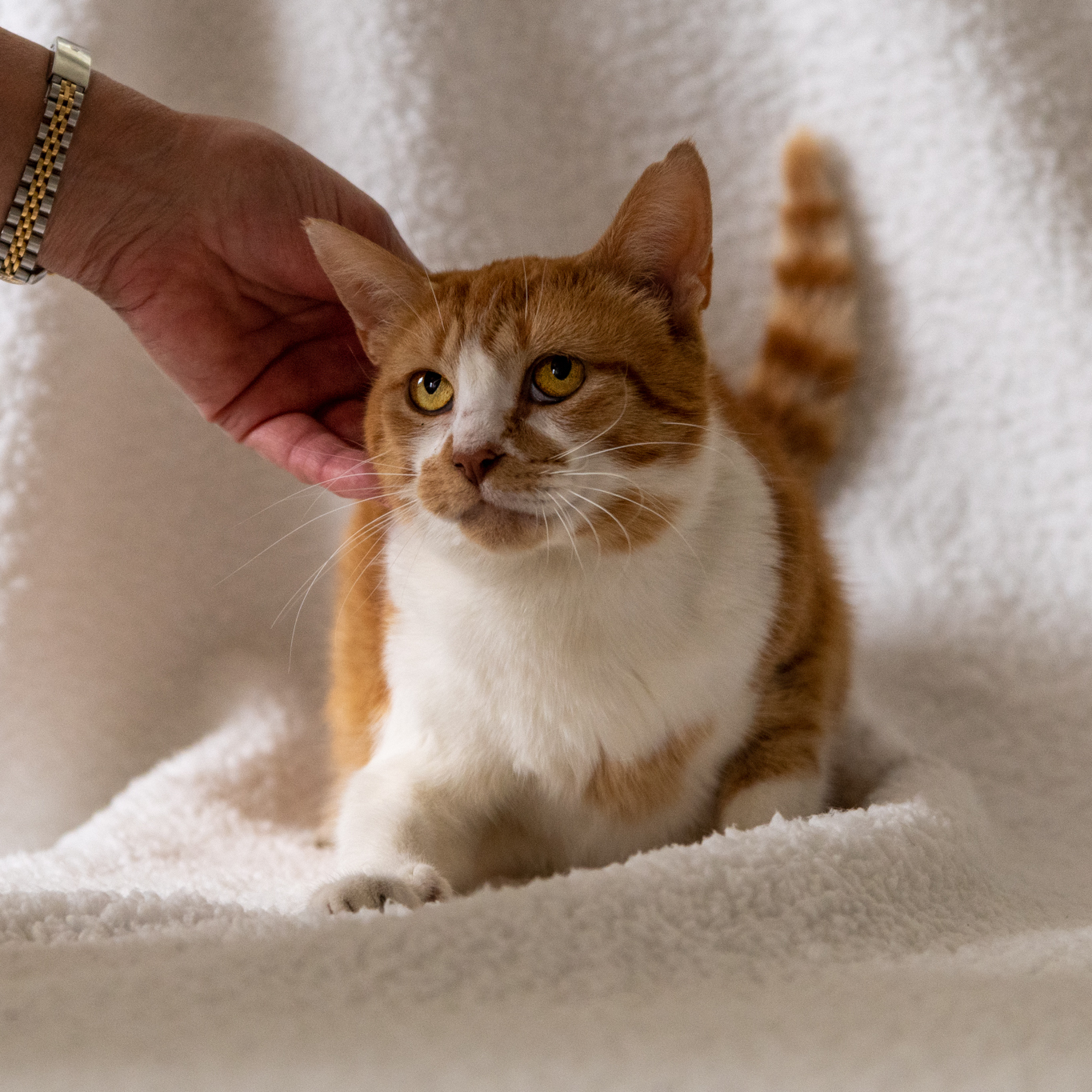 Keely, a Adoptable Domestic Short Hair in Manchester, MI image 2/6