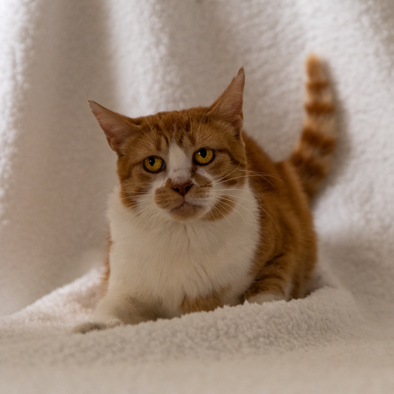 Keely, a Adoptable Domestic Short Hair in Manchester, MI image 3/6