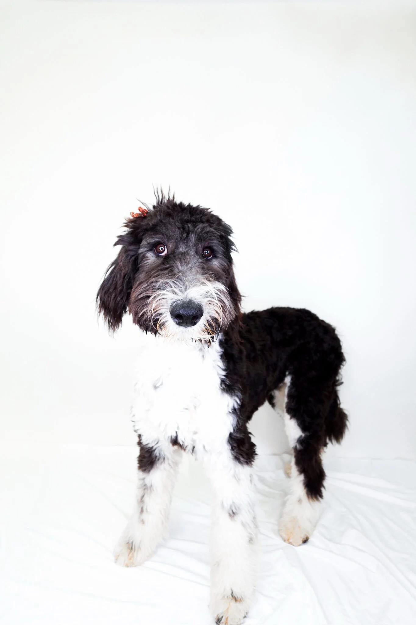 Patty-cake, adopted, Young Female Sheepadoodle.