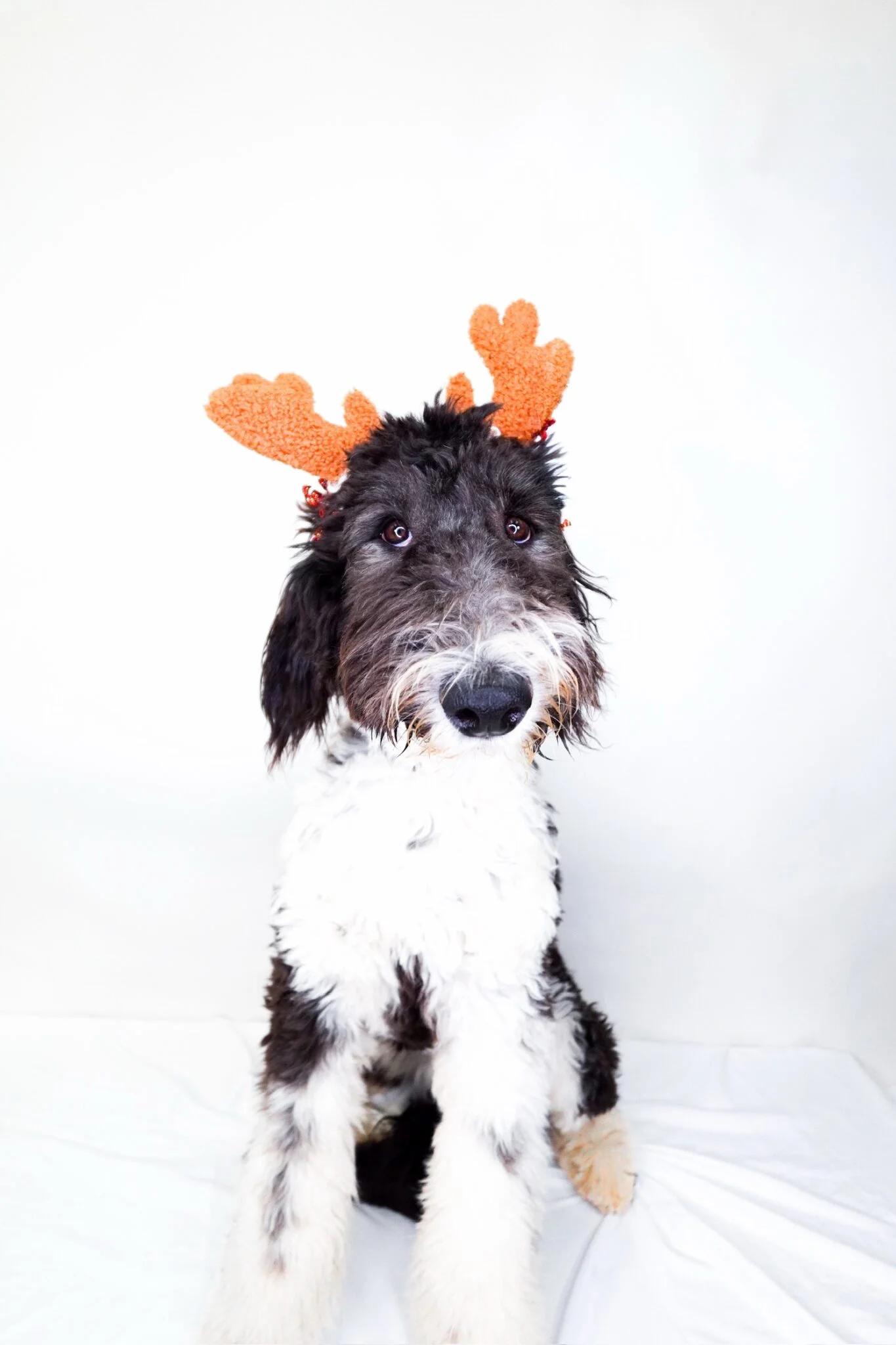 Enlarge Patty-cake, an adopted Sheepadoodle in Bixby, OK image 4/4