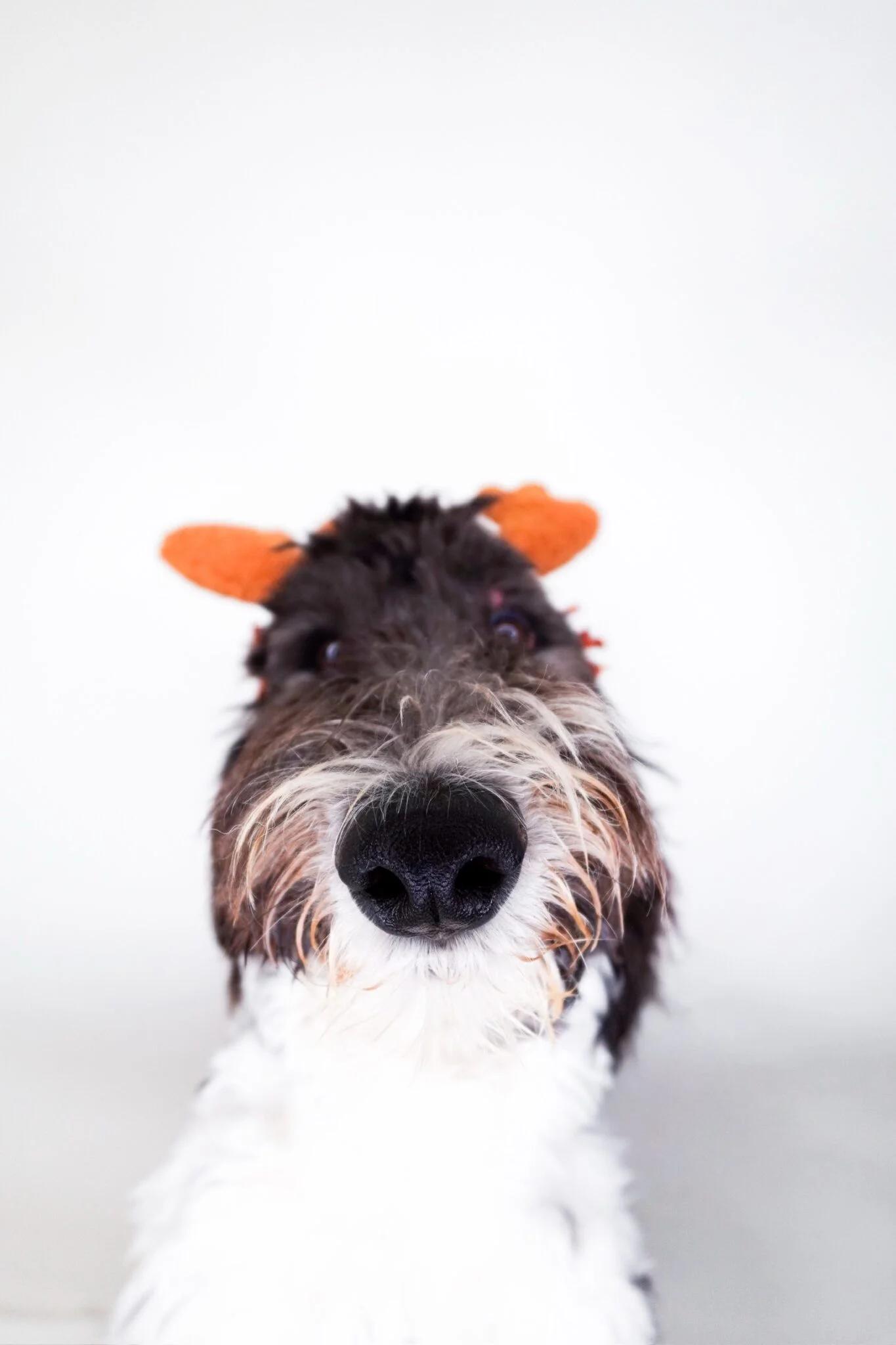 Enlarge Patty-cake, an adopted Sheepadoodle in Bixby, OK image 3/4