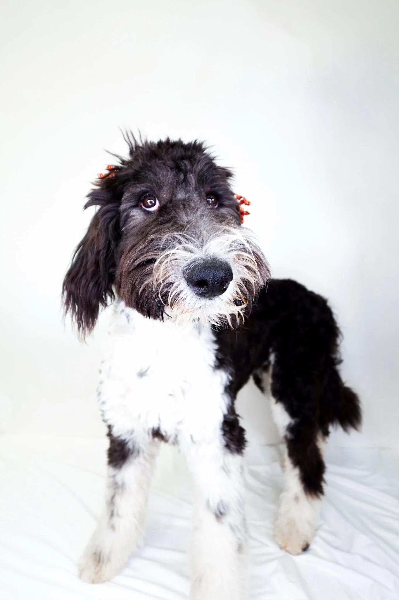 Enlarge Patty-cake, an adopted Sheepadoodle in Bixby, OK image 2/4