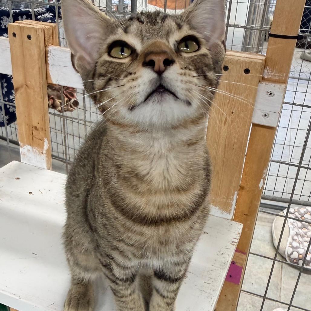 Enlarge Bon Jovi, a Adoptable Domestic Short Hair in East Smithfield , PA image 1/3