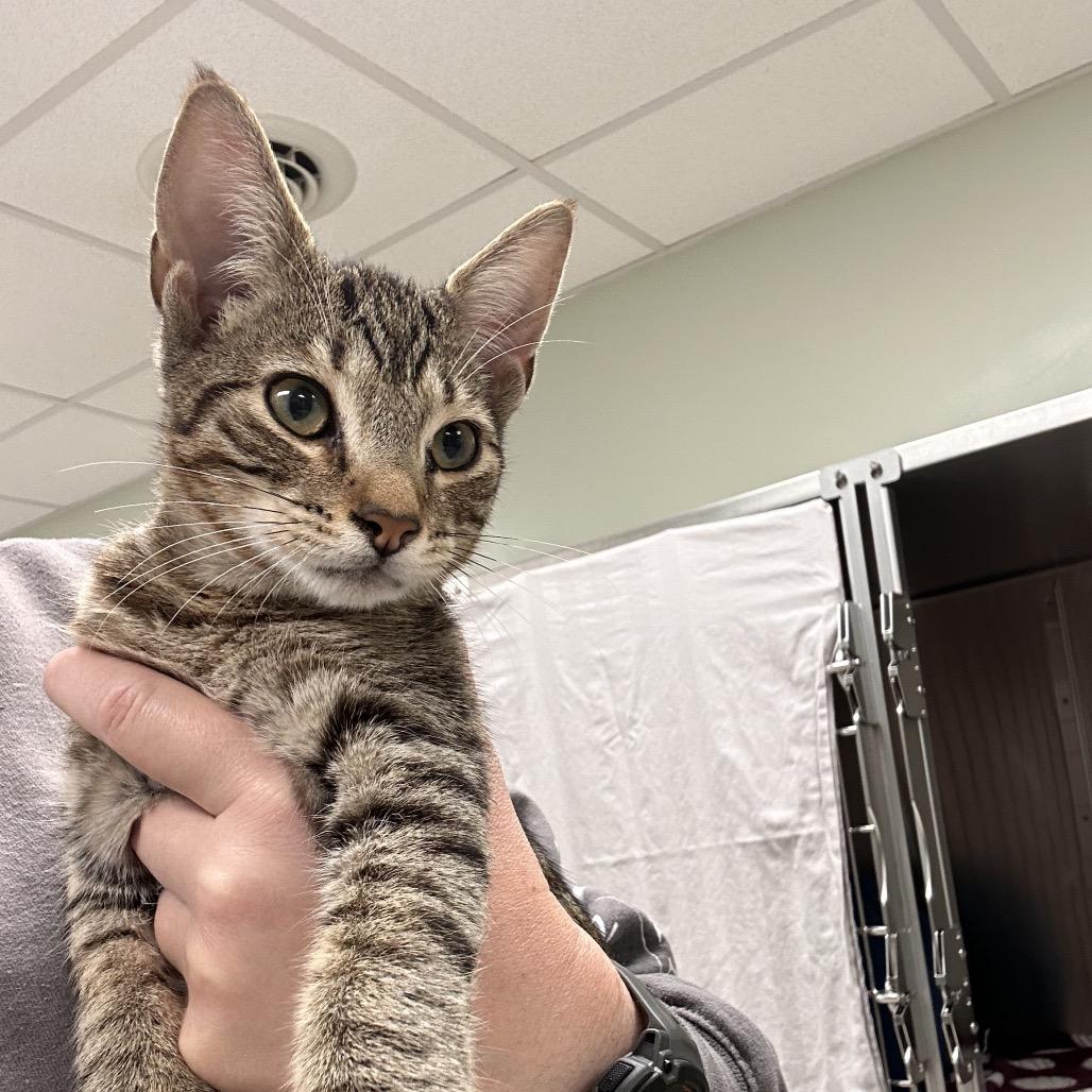 Enlarge Bon Jovi, a Adoptable Domestic Short Hair in East Smithfield , PA image 2/3