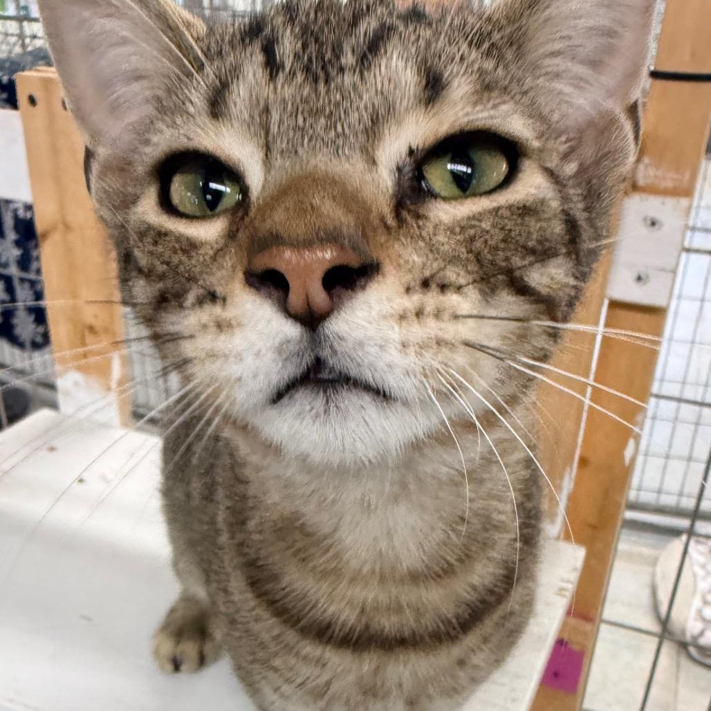 Enlarge Bon Jovi, a Adoptable Domestic Short Hair in East Smithfield , PA image 3/3