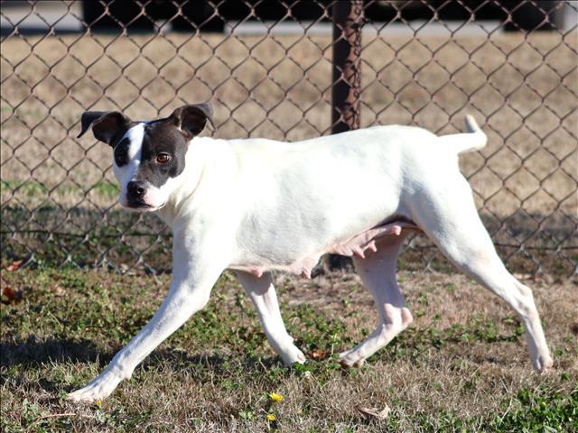 Enlarge STELLA, a Adoptable Pit Bull Terrier in Appling, GA image 1/1
