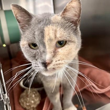 Enlarge Cherie, an adopted Domestic Short Hair in Athens, GA image 2/3