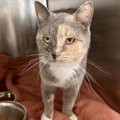 Enlarge Cherie, an adopted Domestic Short Hair in Athens, GA image 1/3