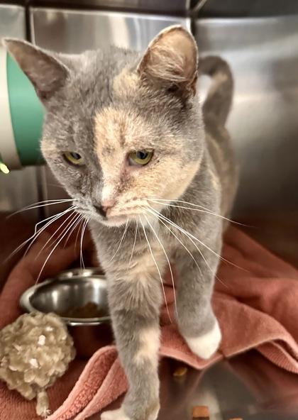 Enlarge Cherie, an adopted Domestic Short Hair in Athens, GA image 3/3