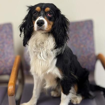 Toast, adopted, Adult Male Cocker Spaniel & Cavalier King Charles Spaniel.