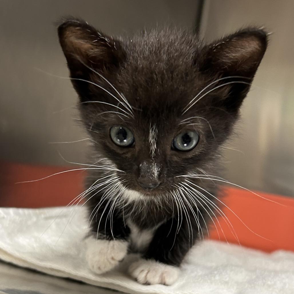 Tuxie, Adoptable, Kitten Male Domestic Medium Hair.