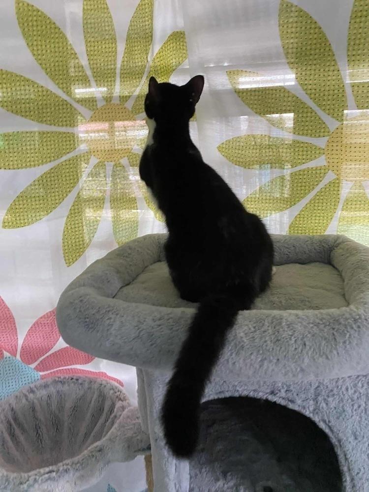 Miles, a Adoptable Domestic Short Hair in New Bedford, MA image 2/6