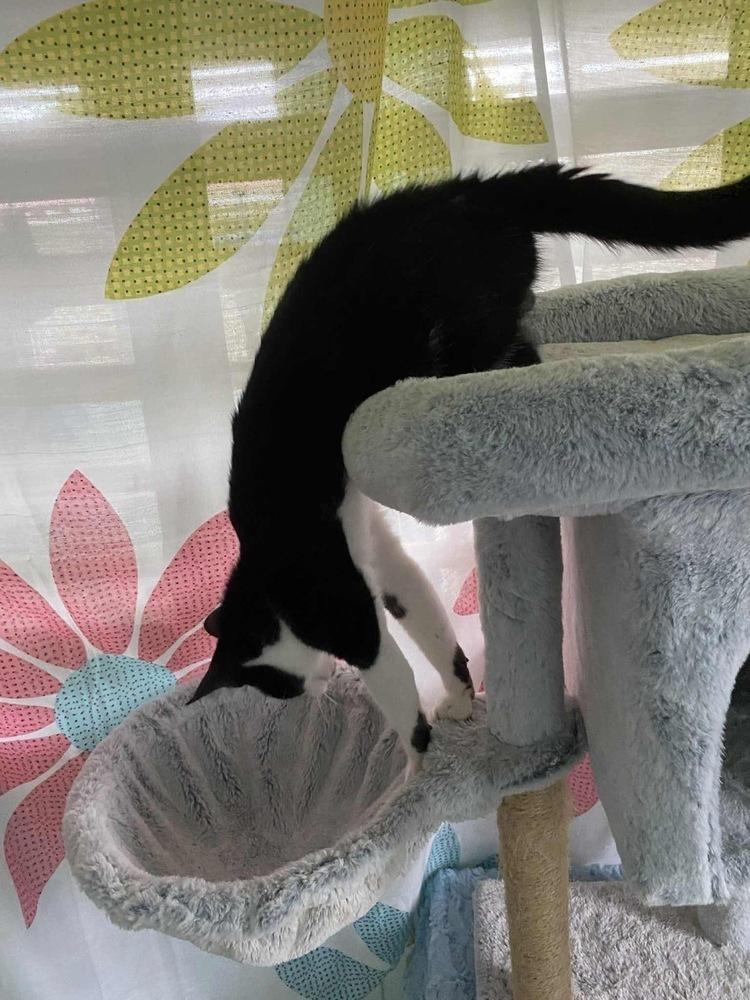 Miles, a Adoptable Domestic Short Hair in New Bedford, MA image 3/6