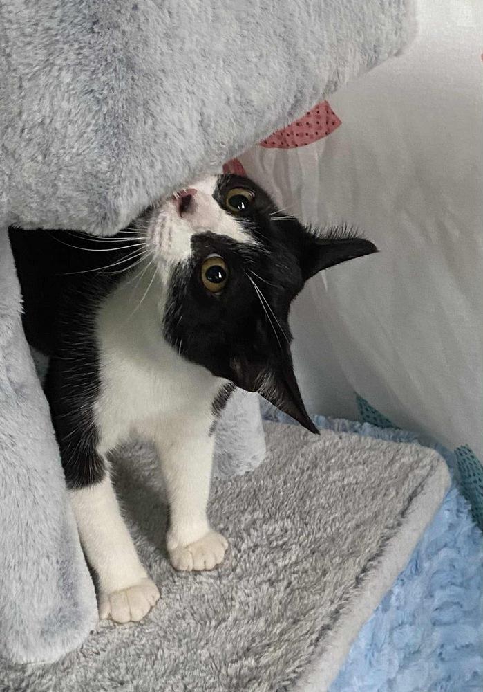 Miles, a Adoptable Domestic Short Hair in New Bedford, MA image 4/6